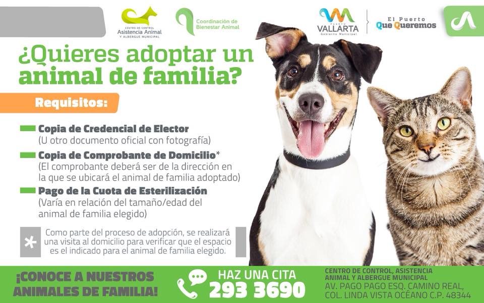 Requisitos de adopción en el centro de acopio animal de Puerto Vallarta