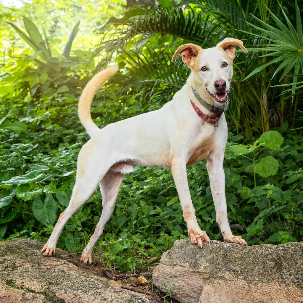 Palomo - Animal ID: 1401