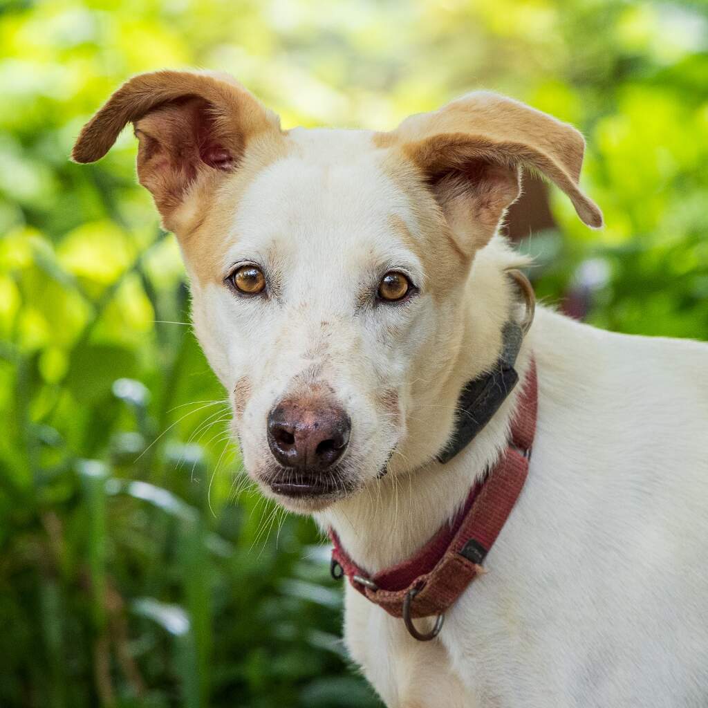 Palomo - Animal ID: 1401