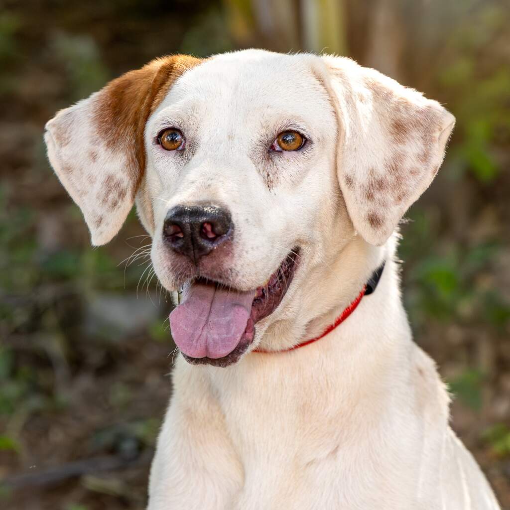 Nube - Animal ID: 1461