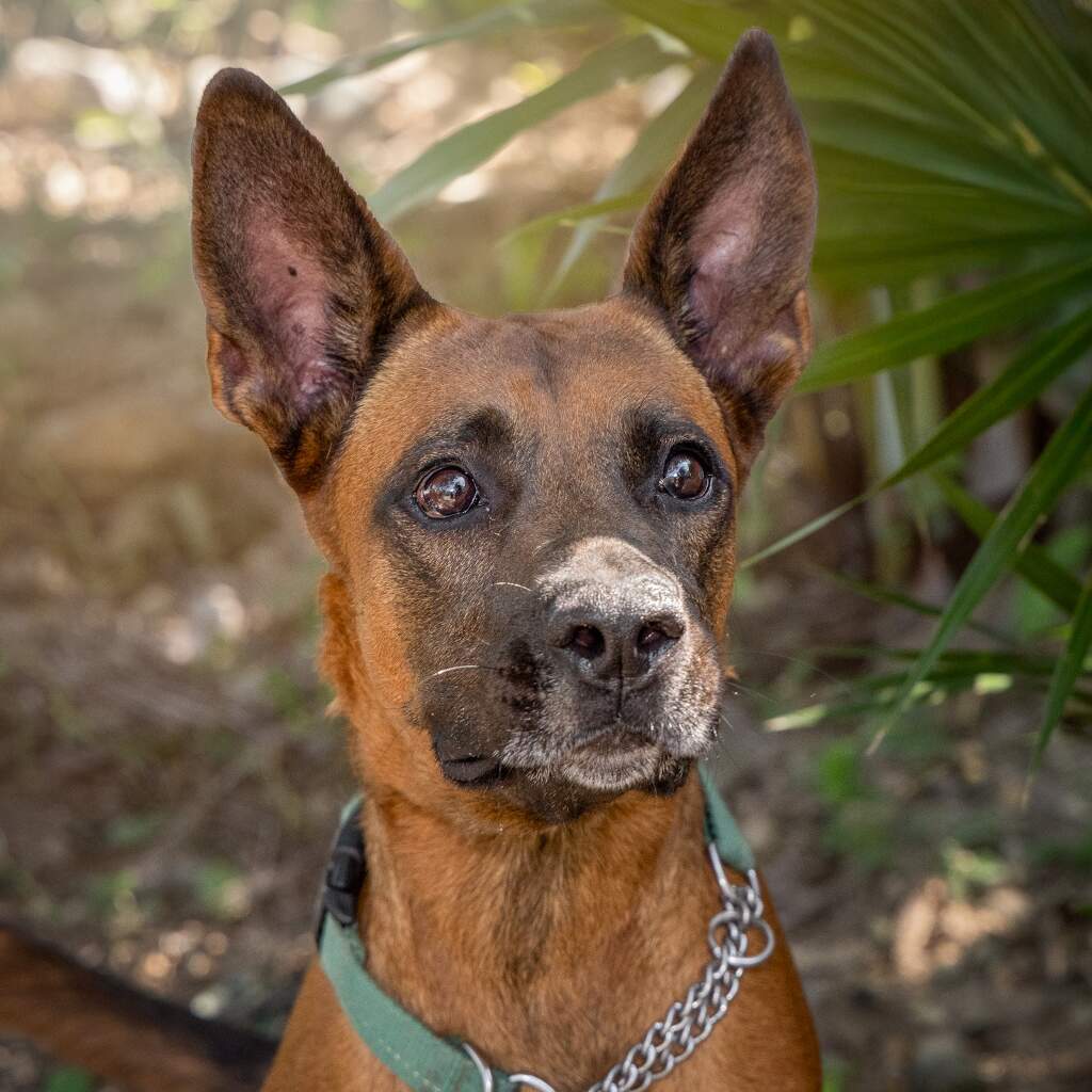 Cooper - Animal ID: 1506