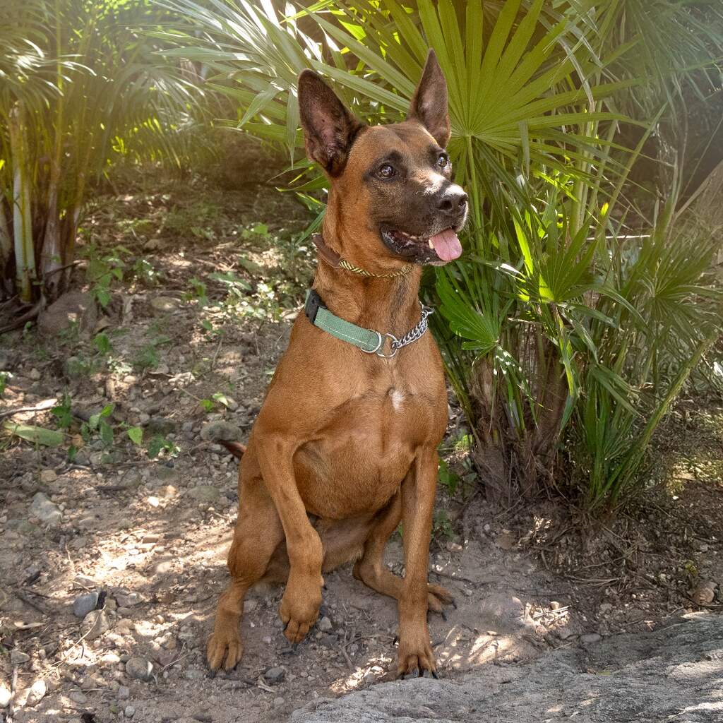 Cooper - Animal ID: 1506