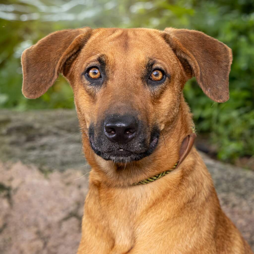 Maya - Animal ID: 1521