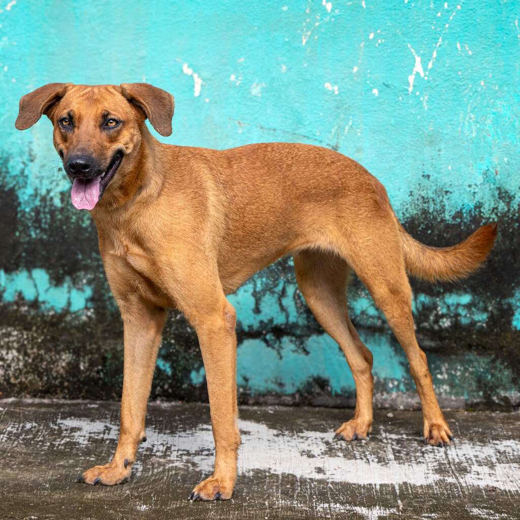 Maya - Animal ID: 1521