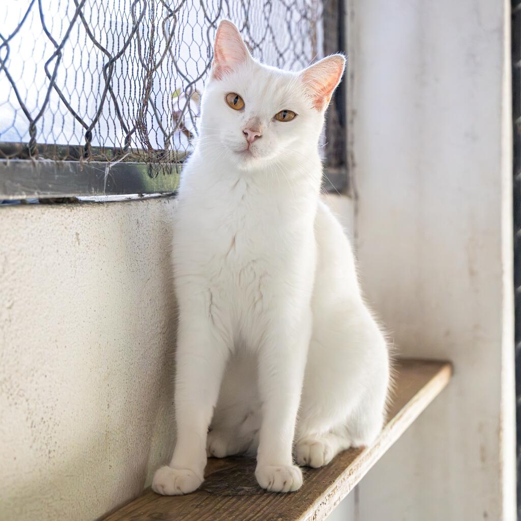 Lima - Animal ID: 1599