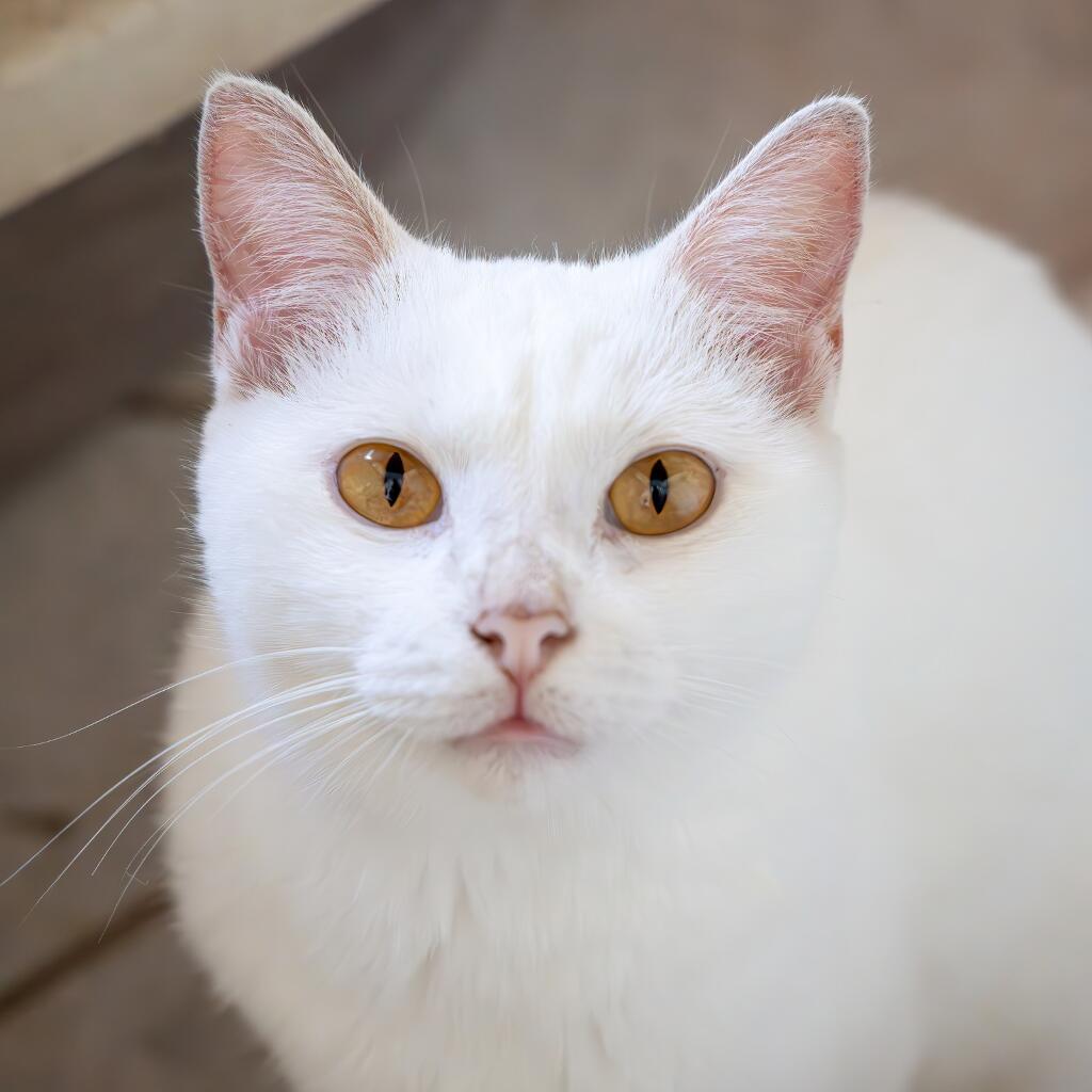 Lima - Animal ID: 1599