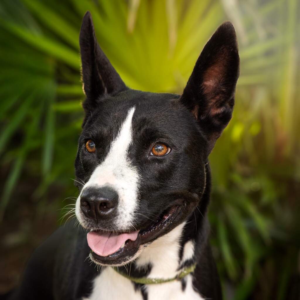 Tita - Animal ID: 1611