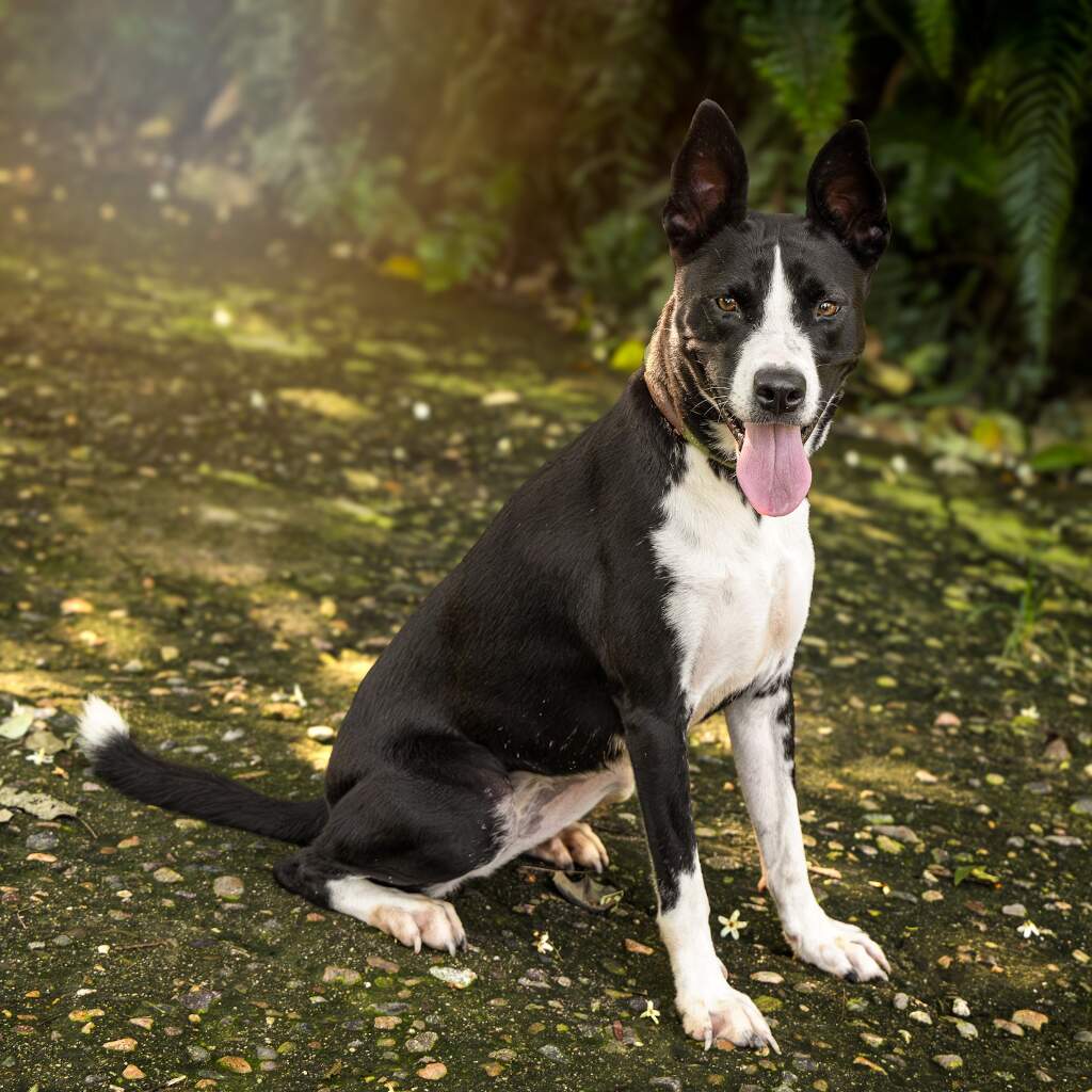 Tita - Animal ID: 1611