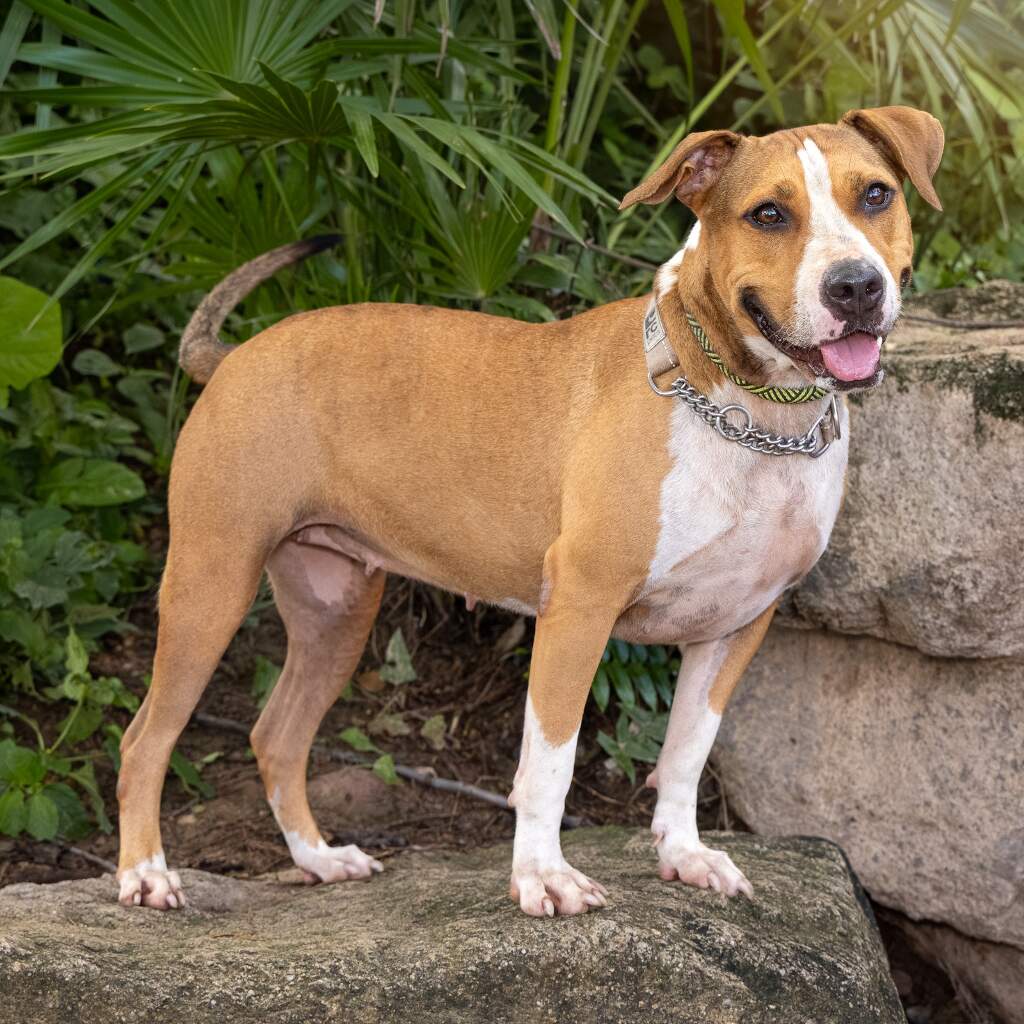 Piggy - Animal ID: 1639