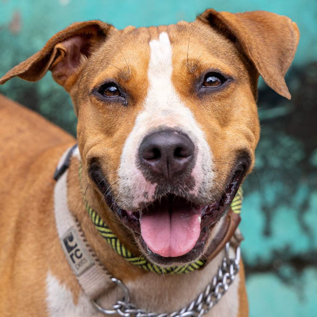 Piggy - Animal ID: 1639