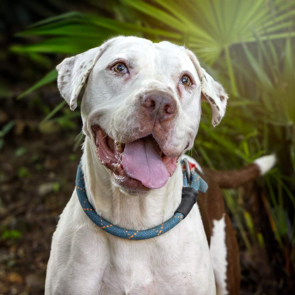 Chato - Animal ID: 1679