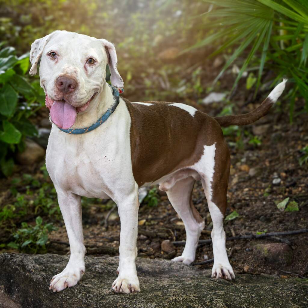 Chato - Animal ID: 1679