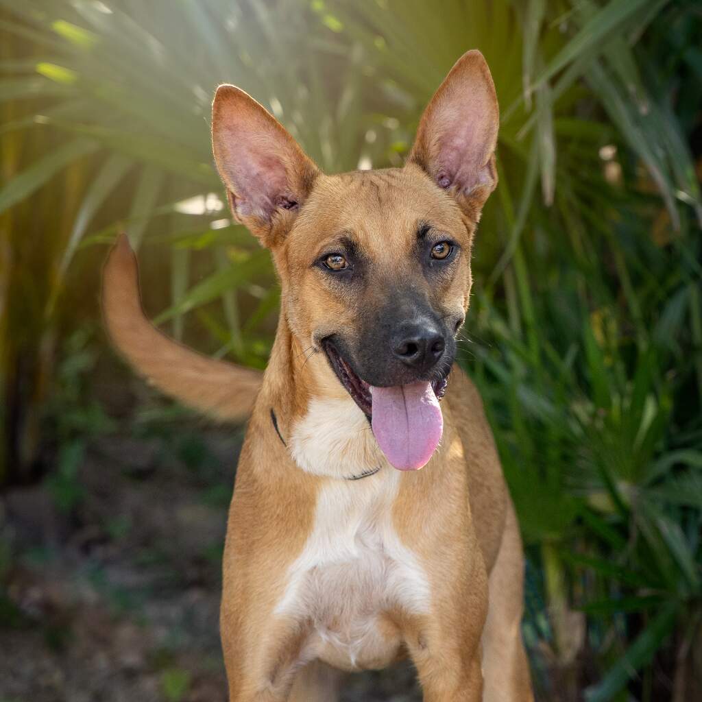 Santi - Animal ID: 1693