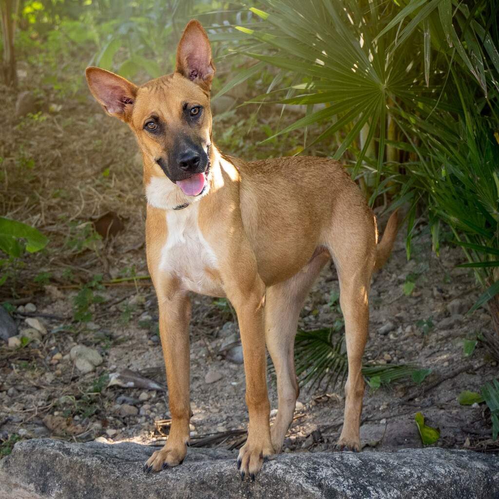 Santi - Animal ID: 1693