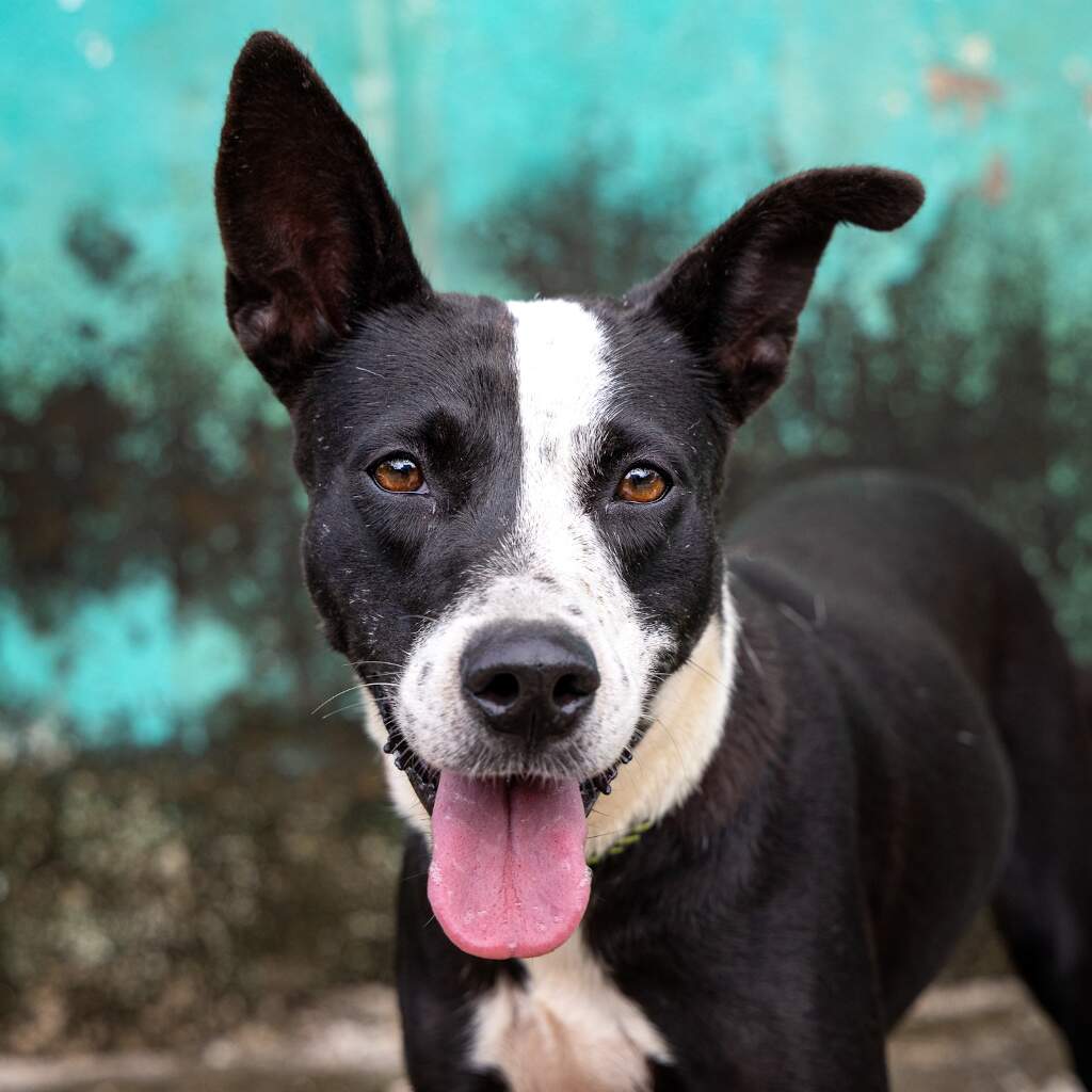 Pantera - Animal ID: 1731