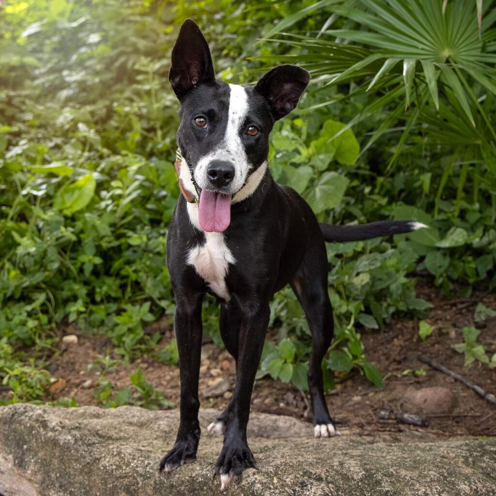 Pantera - Animal ID: 1731