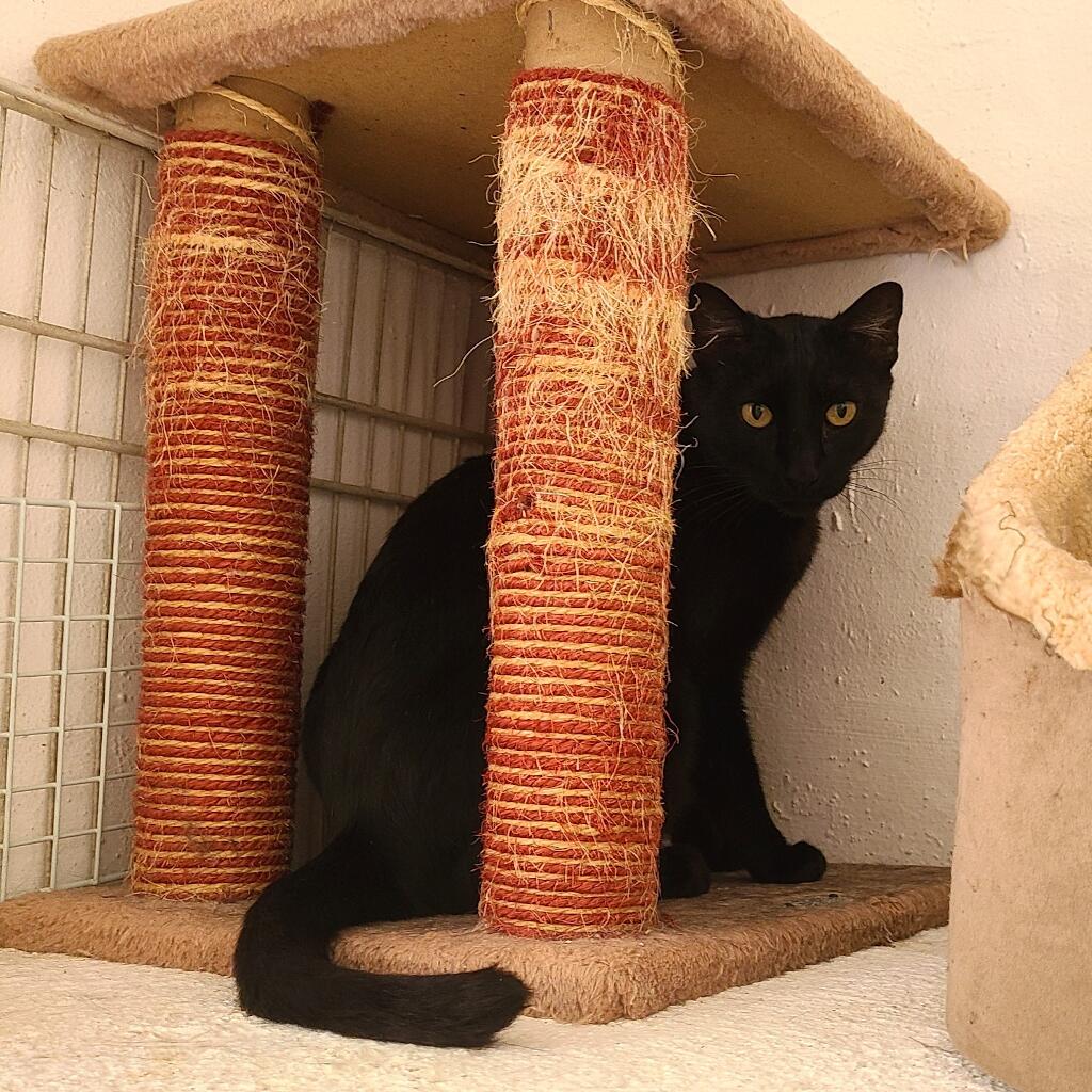 Preto - Animal ID: 1741