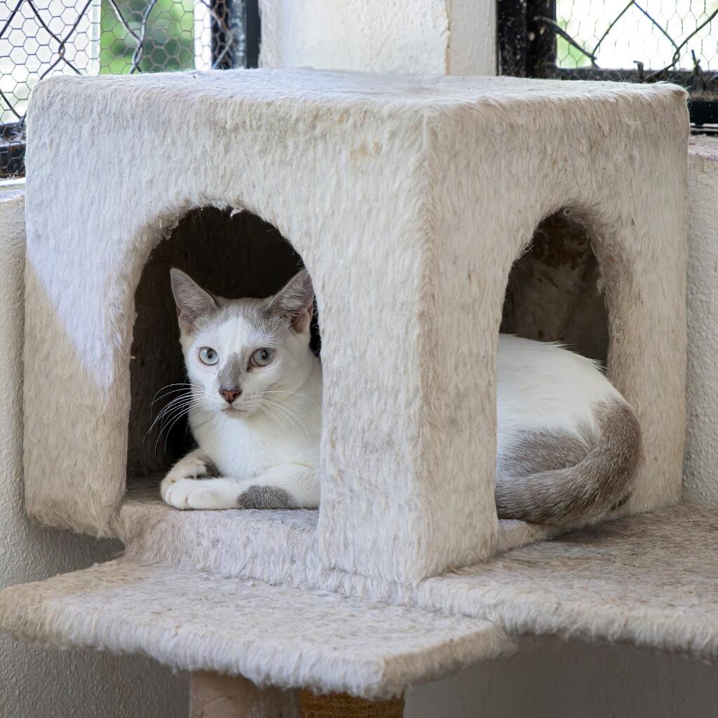 Tito - Animal ID: 1744