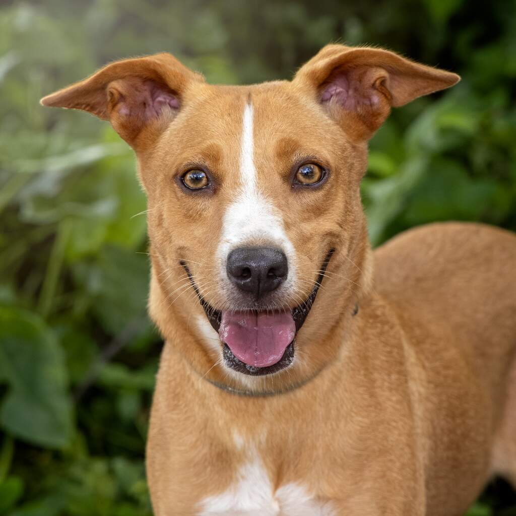 Sunny - Animal ID: 1745