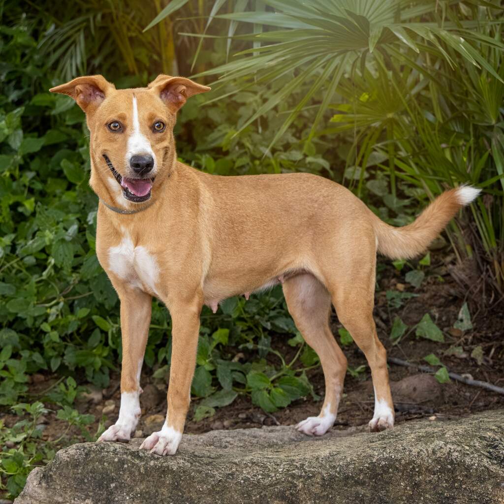 Sunny - Animal ID: 1745