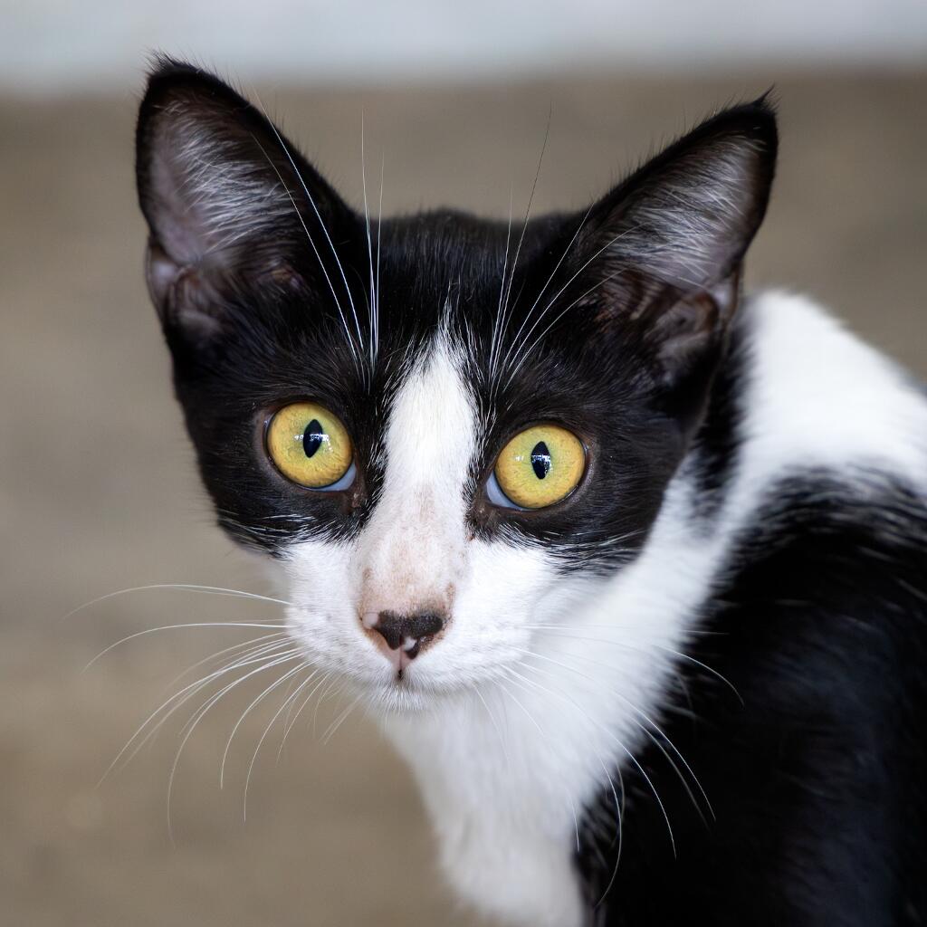 Wendolin - Animal ID: 1754