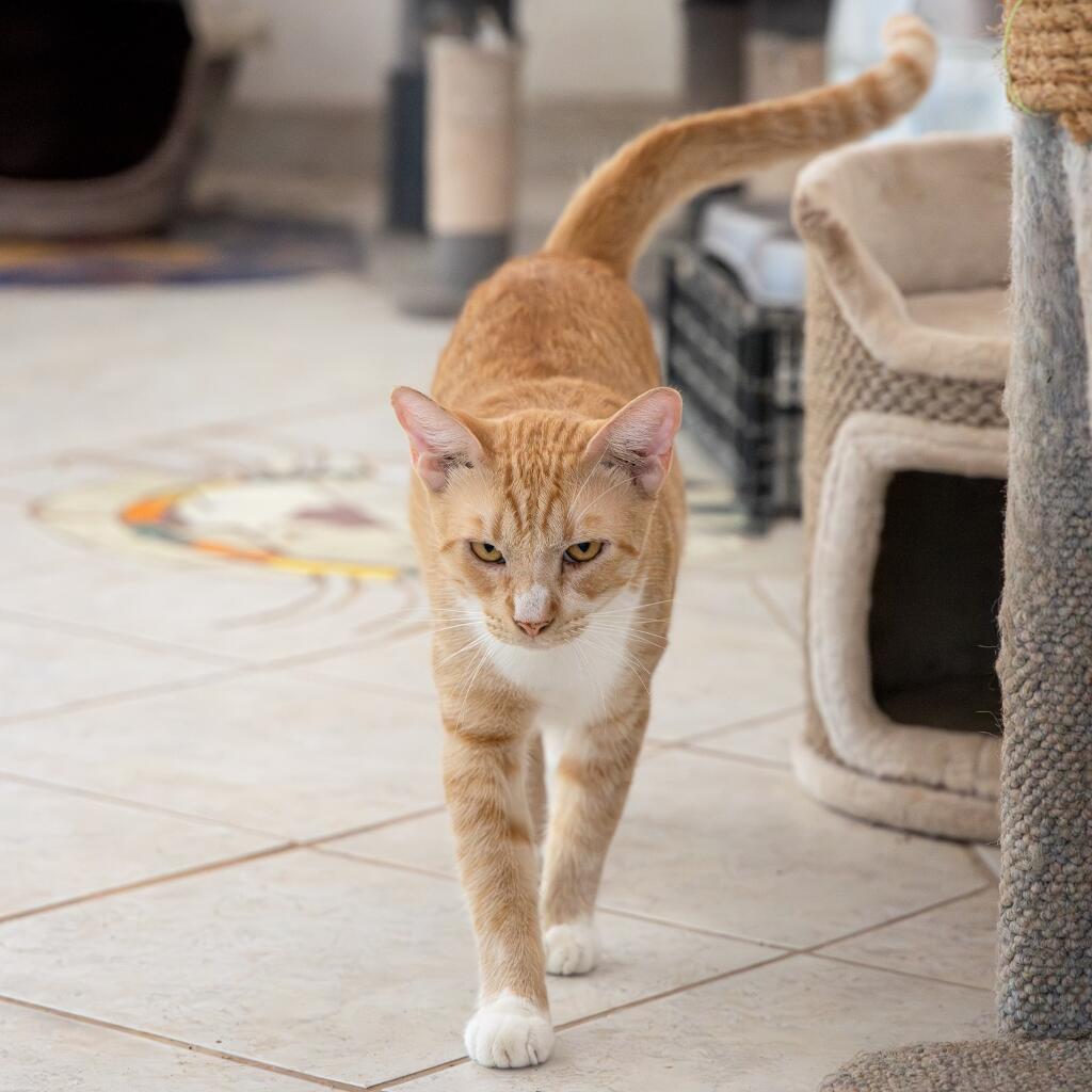 Cheto - Animal ID: 1759