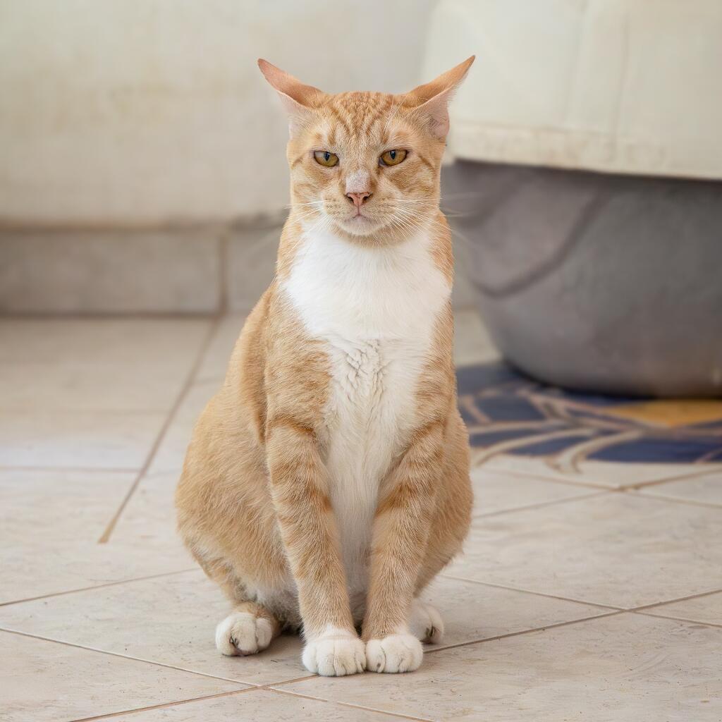 Cheto - Animal ID: 1759