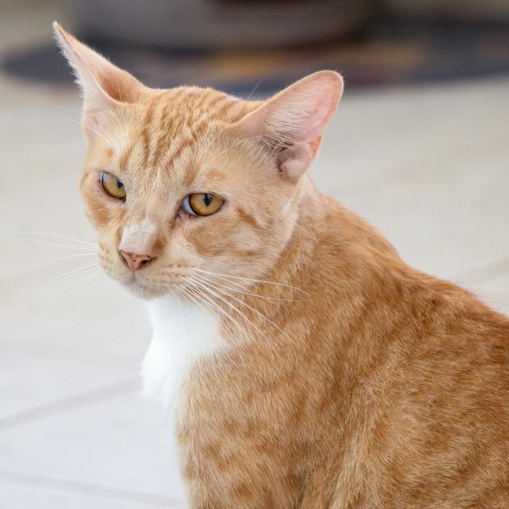 Cheto - Animal ID: 1759