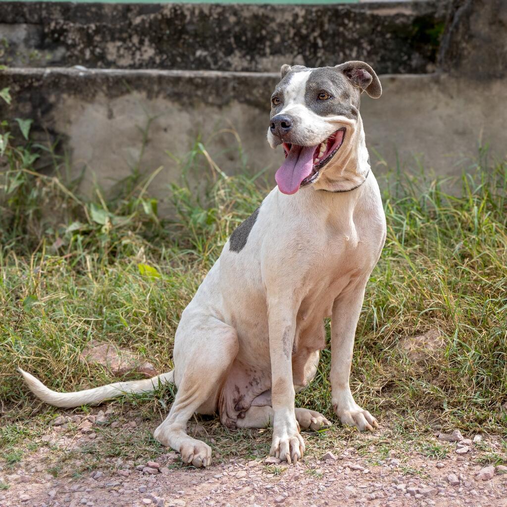 Grey - Animal ID: 1780