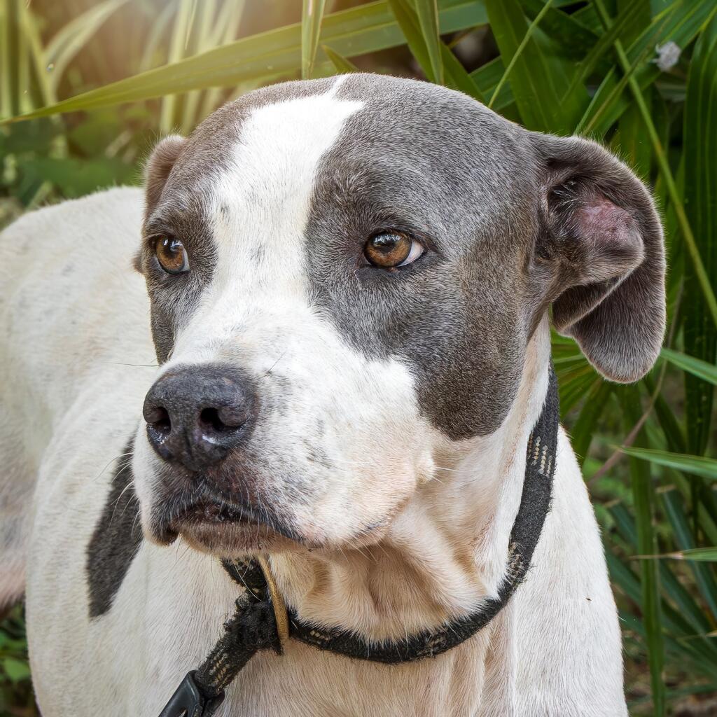 Grey - Animal ID: 1780