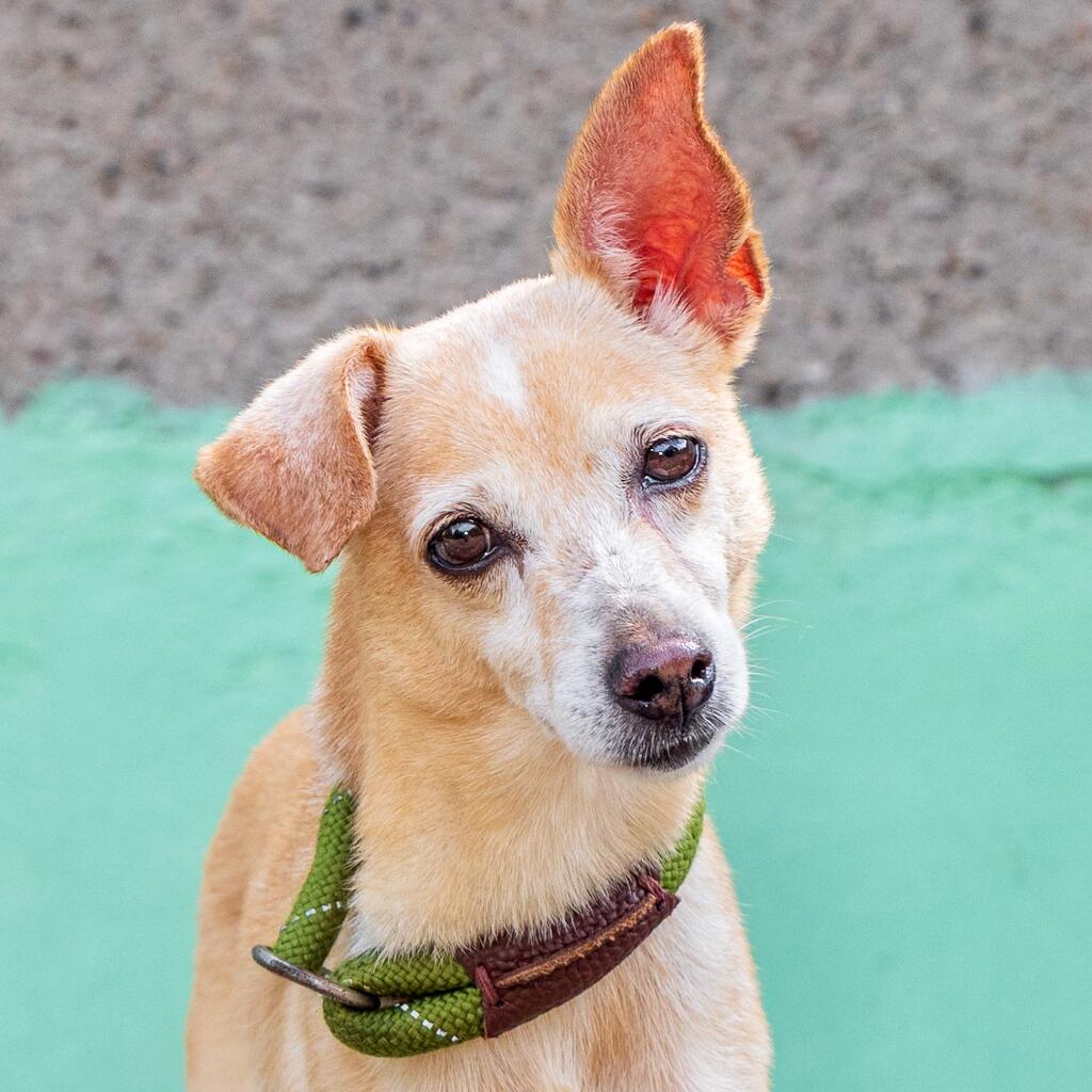 Estrella - Animal ID: 1782