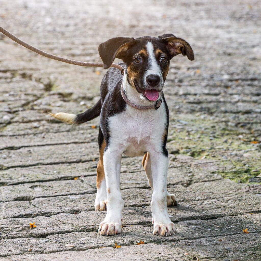 Heidi - Animal ID: 1783