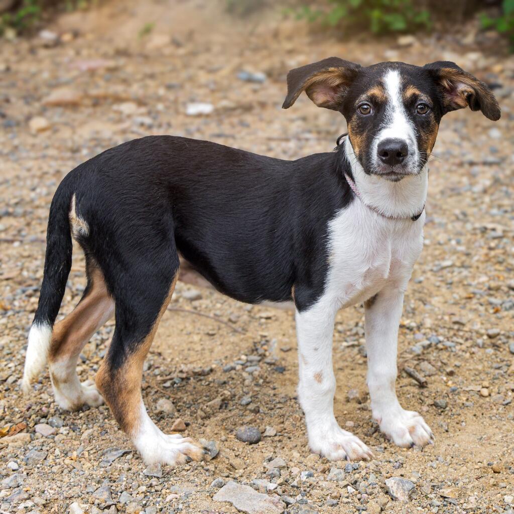 Heidi - Animal ID: 1783