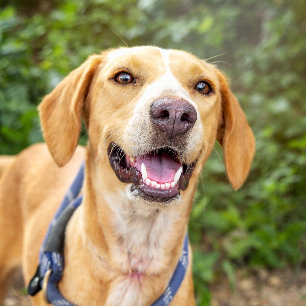 Ginger - Animal ID: 1785