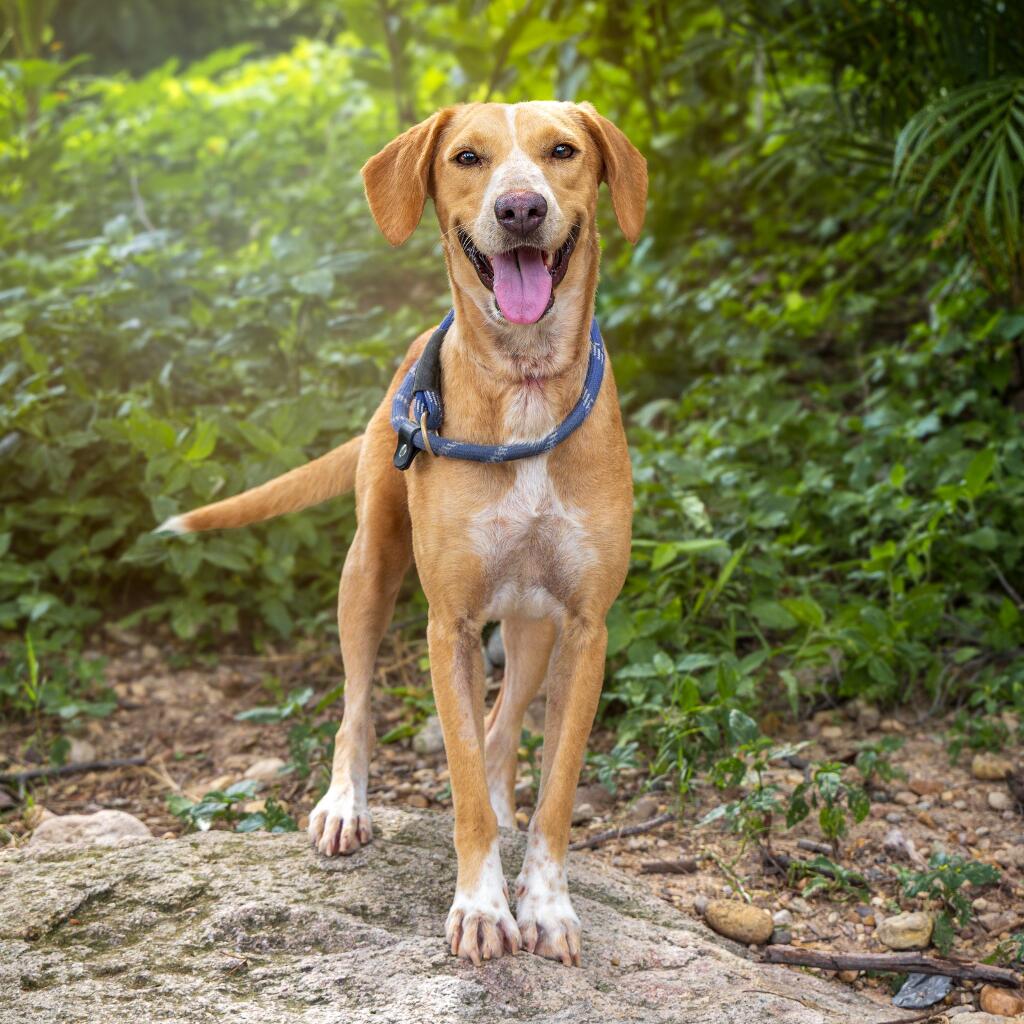 Ginger - Animal ID: 1785