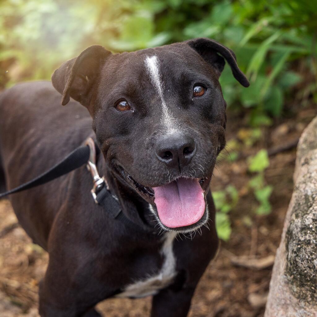 Mary - Animal ID: 1803