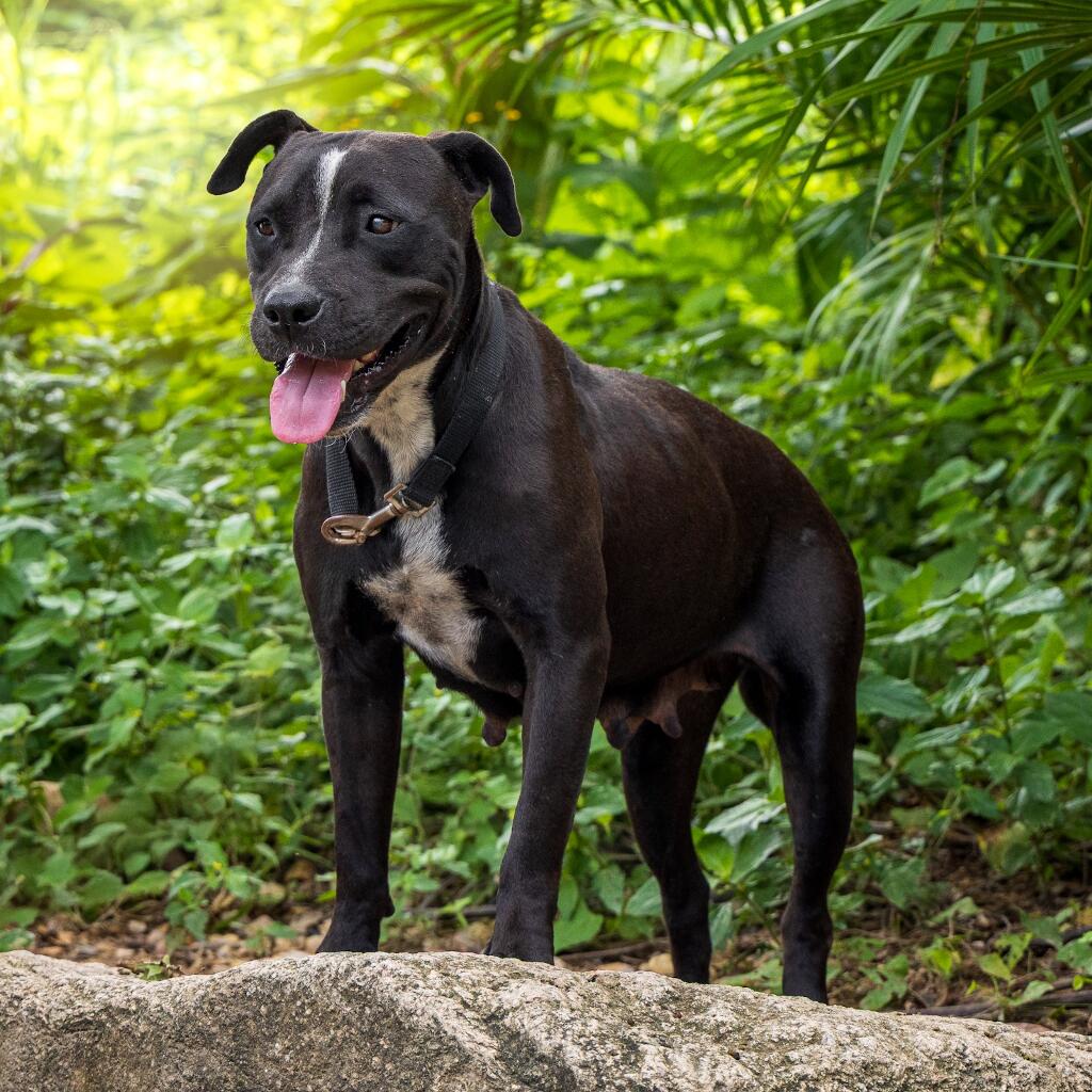 Mary - Animal ID: 1803