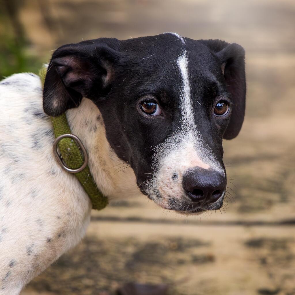 Kowalski - Animal ID: 1812