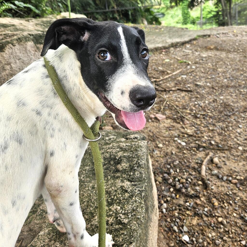 Kowalski - Animal ID: 1812