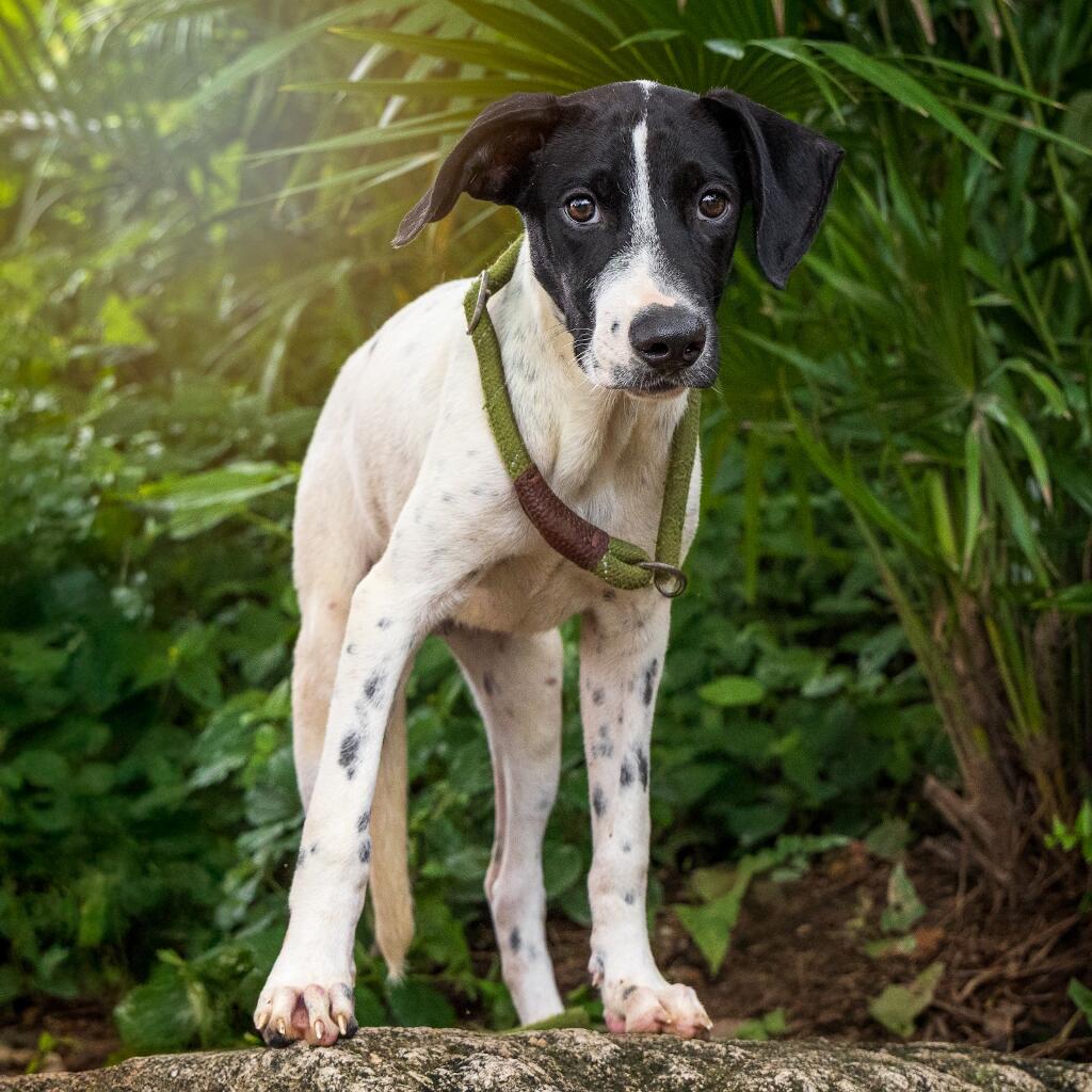 Kowalski - Animal ID: 1812