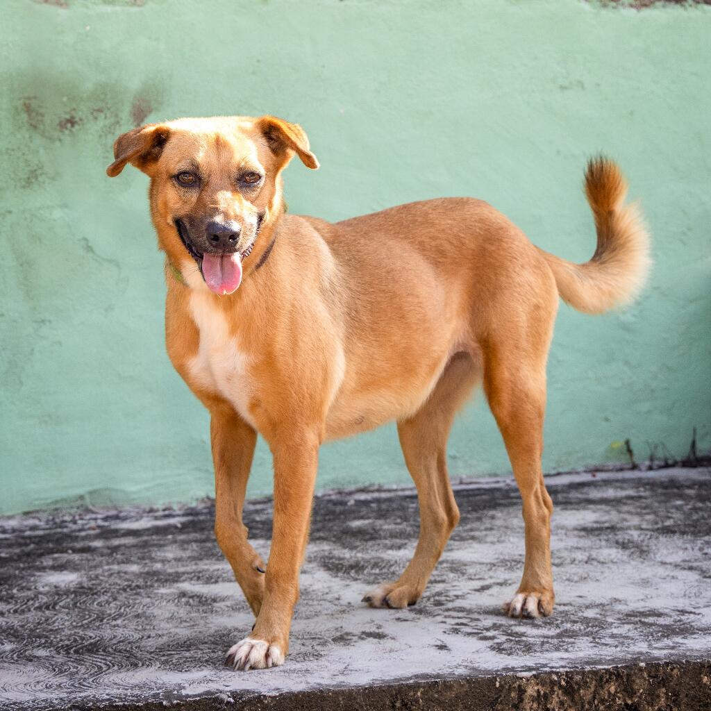 Tostada - Animal ID: 1813