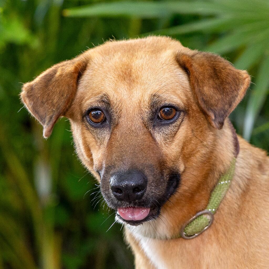 Tostada - Animal ID: 1813