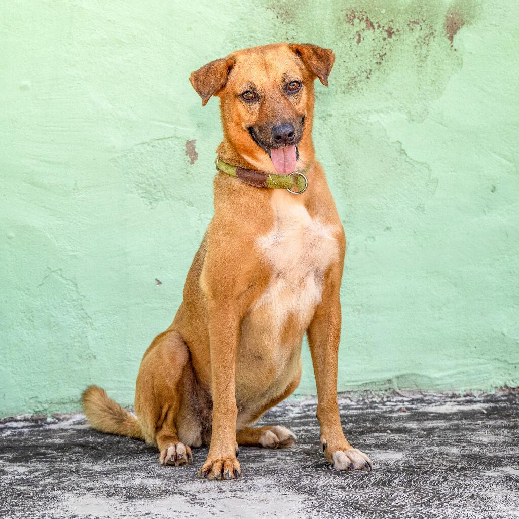 Tostada - Animal ID: 1813