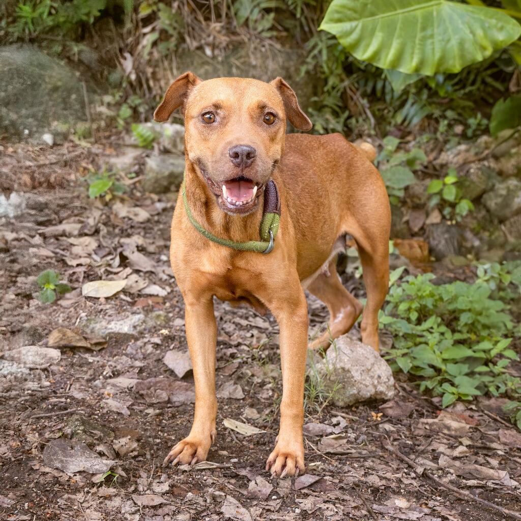 Mandarina - Animal ID: 1814