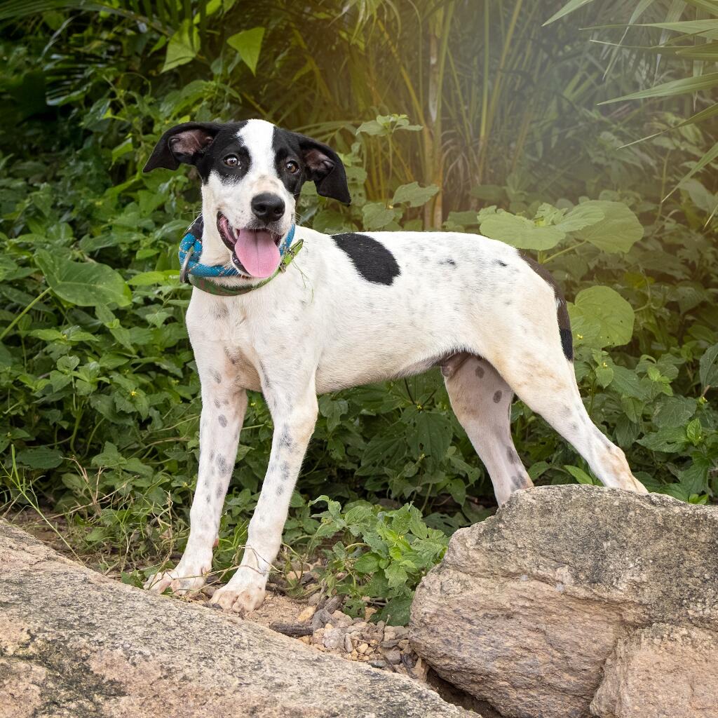 Skipper - Animal ID: 1815