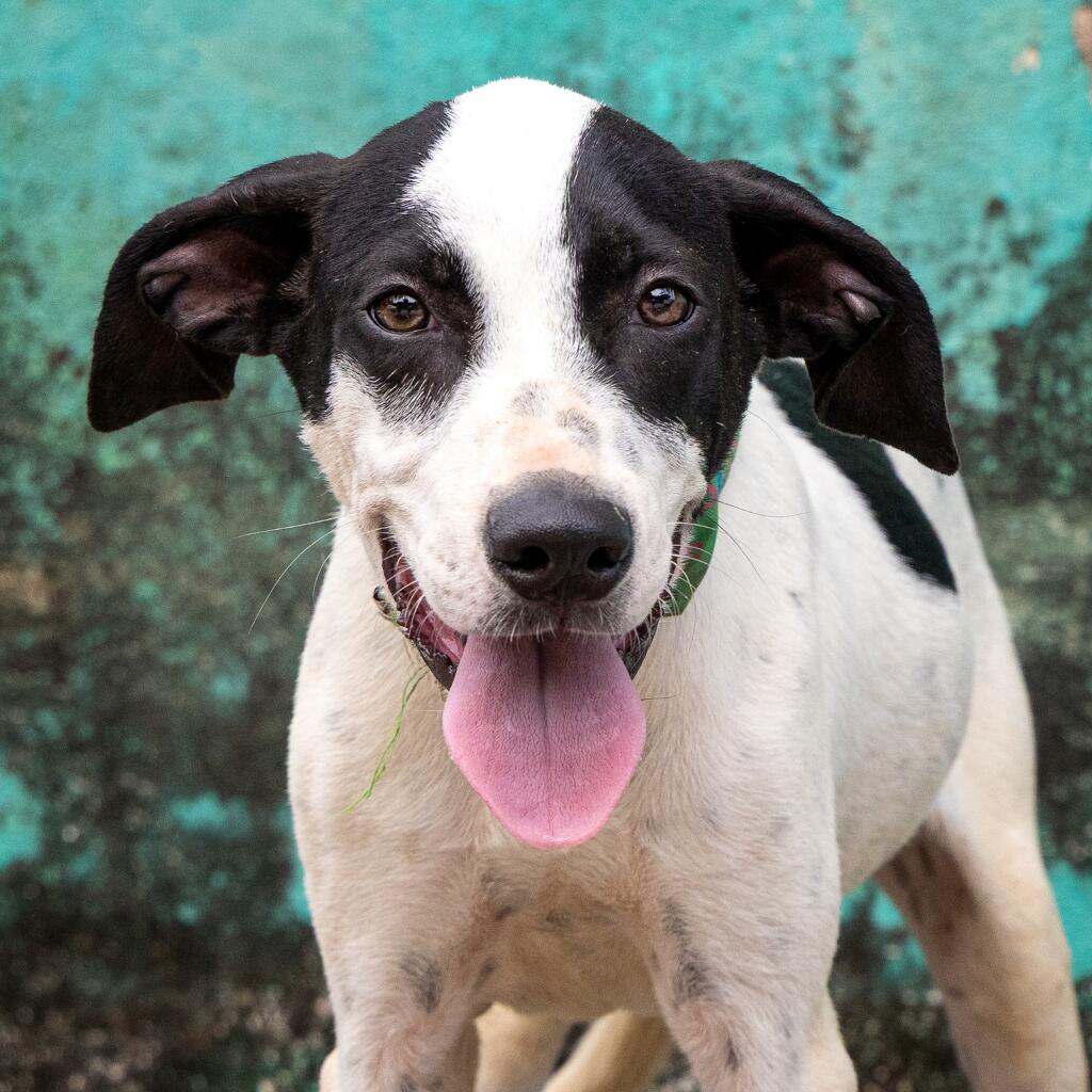 Skipper - Animal ID: 1815