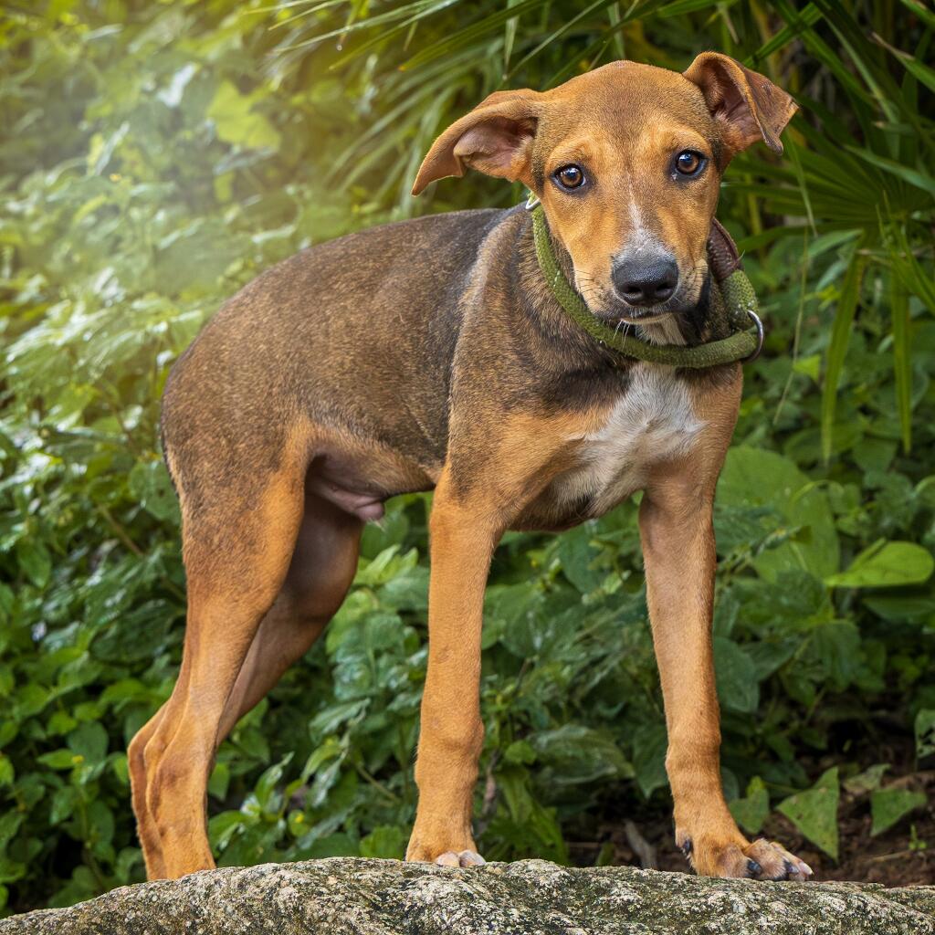 Julien - Animal ID: 1817