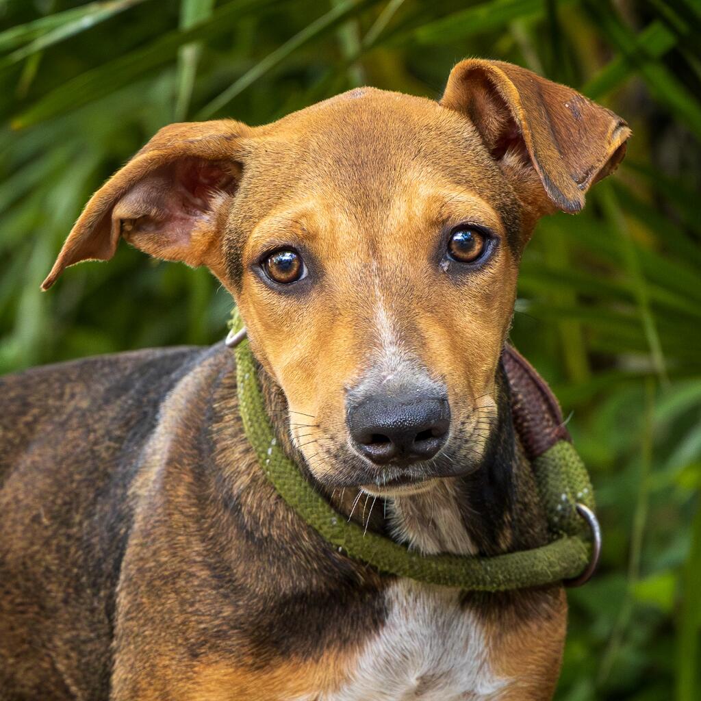 Julien - Animal ID: 1817