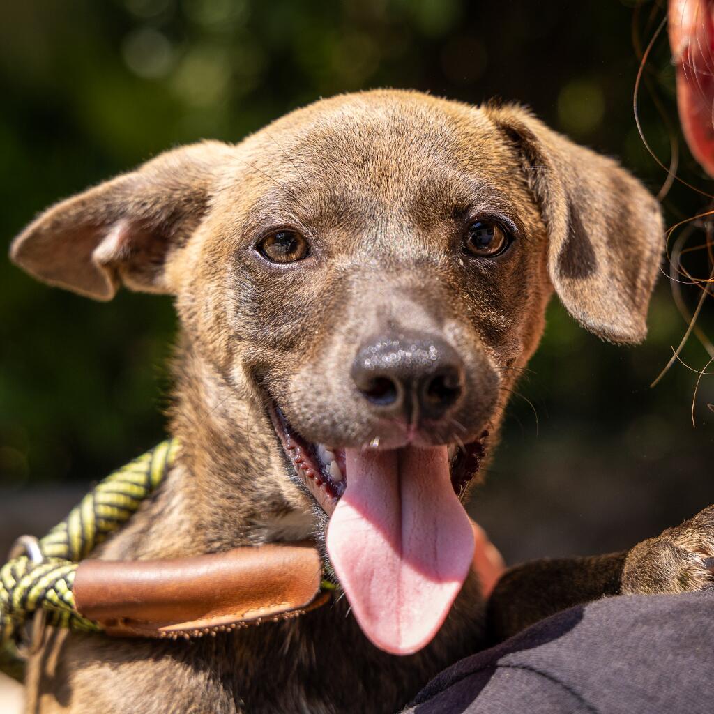 Afrodita - Animal ID: 1818