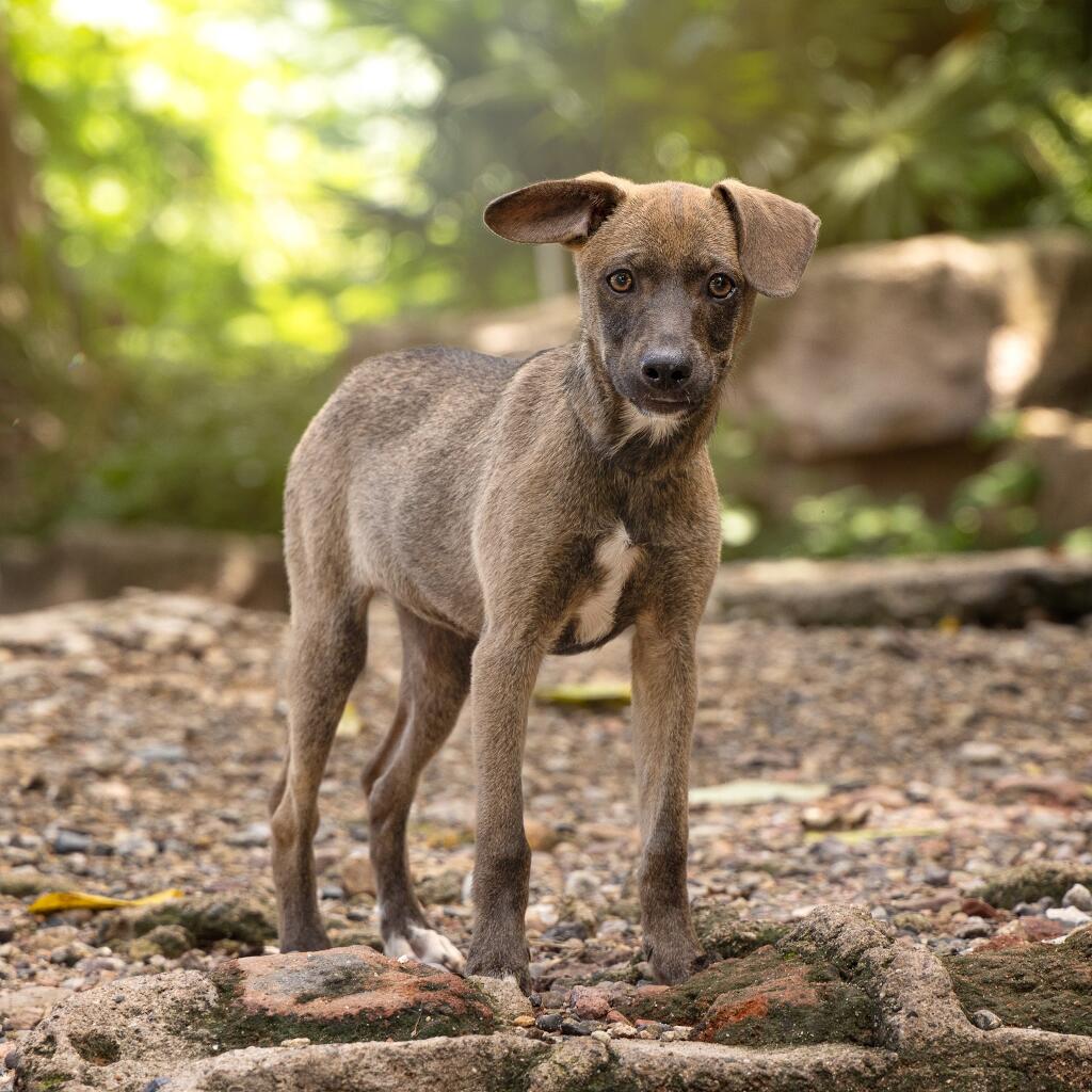 Afrodita - Animal ID: 1818